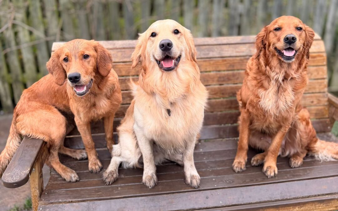 Case Study – Oswaldtwistle Dog Park