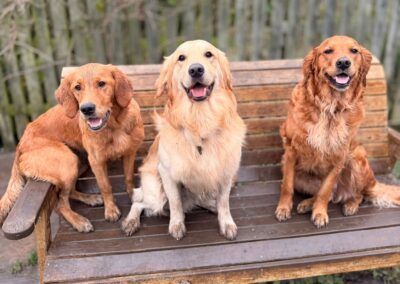 Case Study – Oswaldtwistle Dog Park